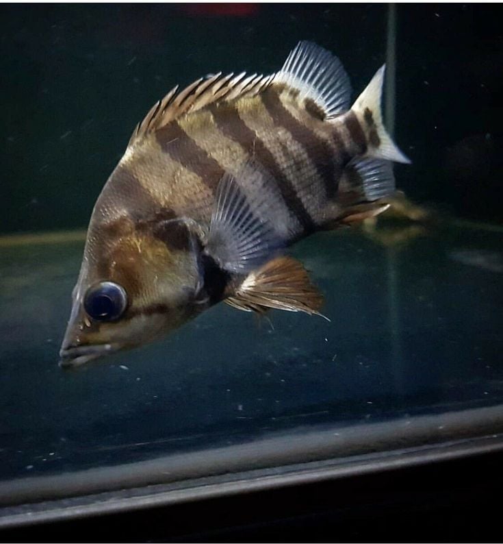 Baby American Tiger Datnoides (Tiger Fish)