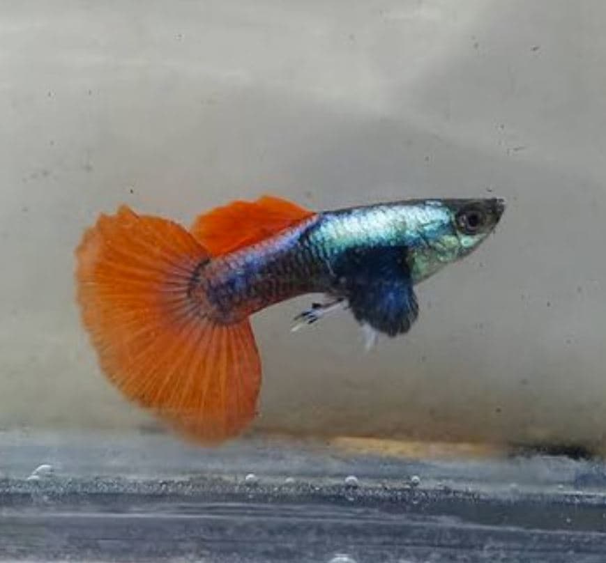 Platinum Red Tail Dumbo Ear Guppy 1 pair