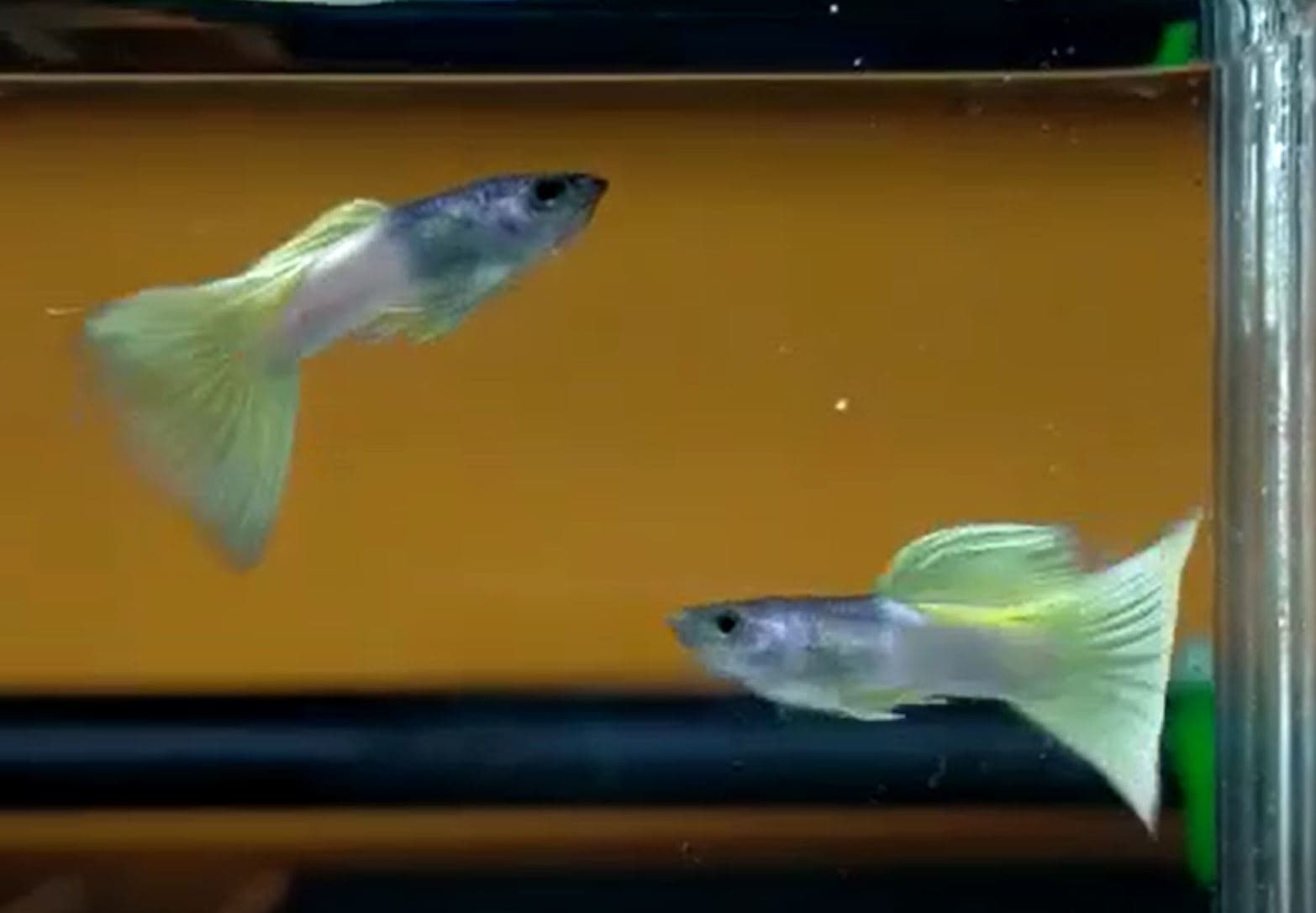 Metal Pingu Guppy (pair)