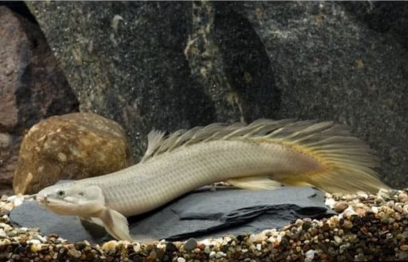 Slayer Albino Senegal Bichir