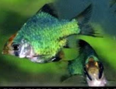 Balloon Green Tiger Barb (5 pieces)