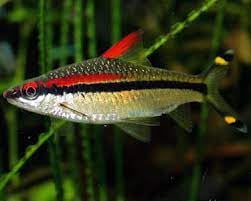 Large Denison Barb (5 pieces)