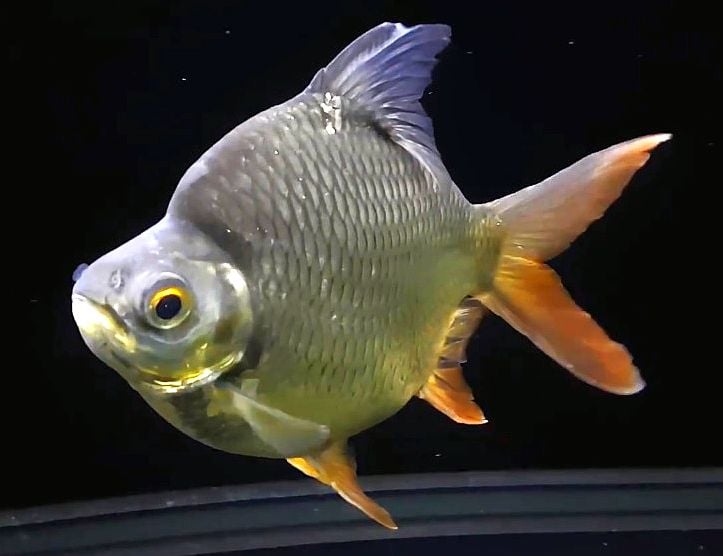 Short Body Tin Foil Barb