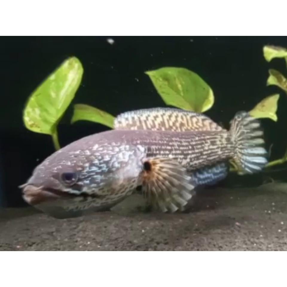 Channa Auranti / Golden Cobra Grade A