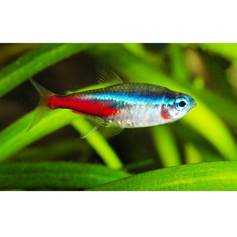 Neon Tetras (10 pieces)