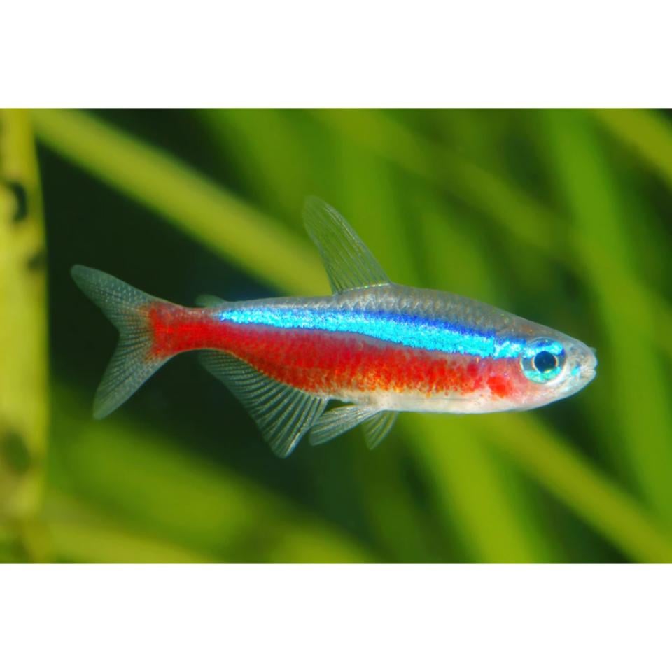 Cardinal Tetras (10 pieces)