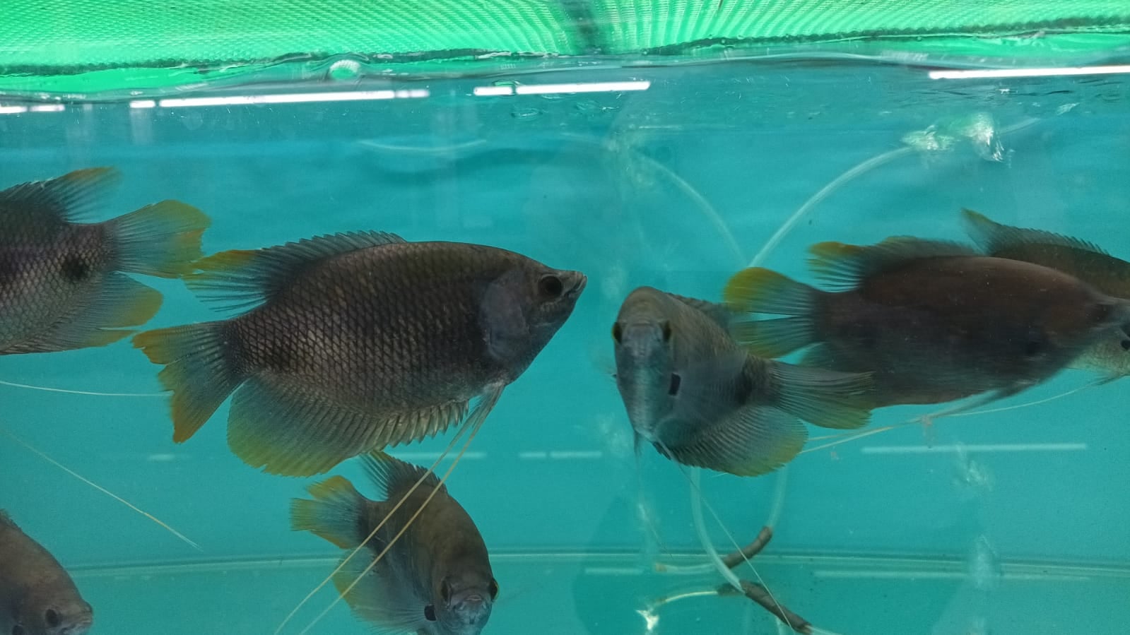 Red Giant Gourami (GR-0509)