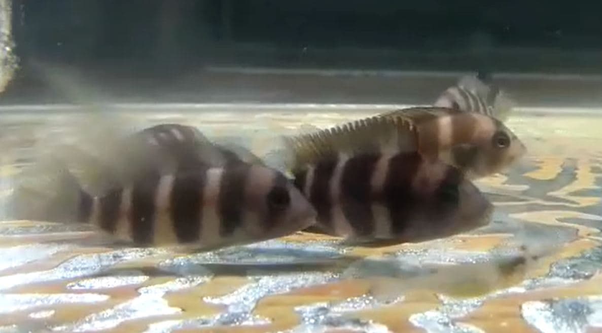 Frontosa Cichlid (4 inch)