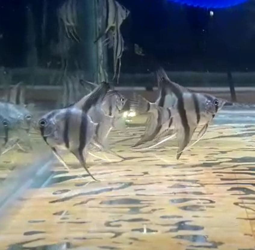 Manvish Peruvian Altum Angelfish