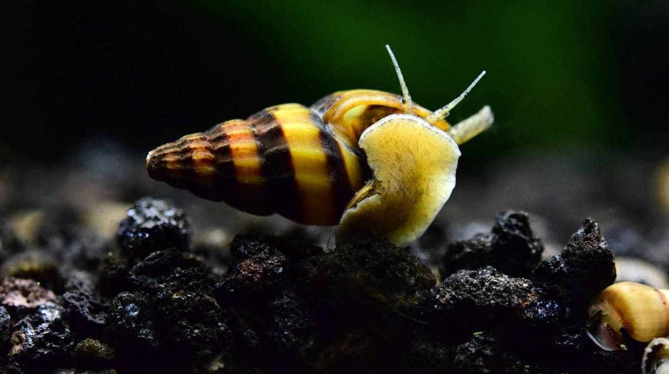 Assassin Snail