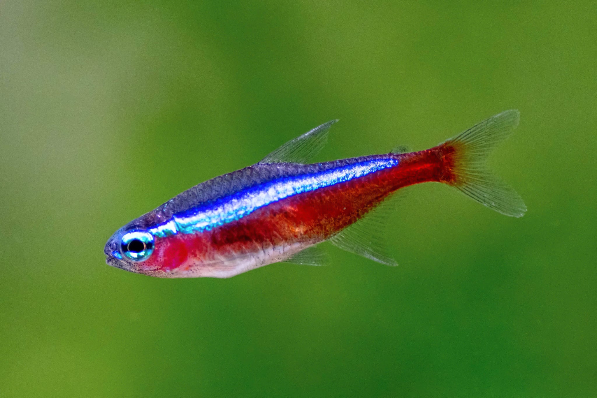 Cardinal Tetra (Paracheirodon Axelrodi)
