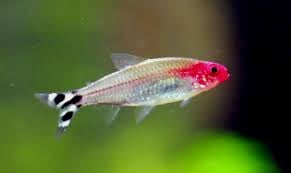 Platinum Rummy Nose Tetra