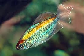 Blue Congo Tetra (Phenacogrammus Interruptus)