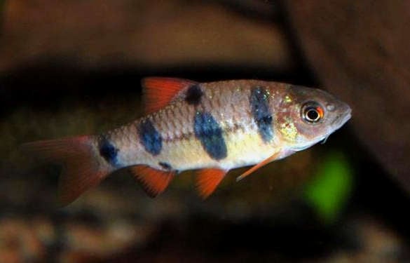 Clown Barb (Puntius Everetti)