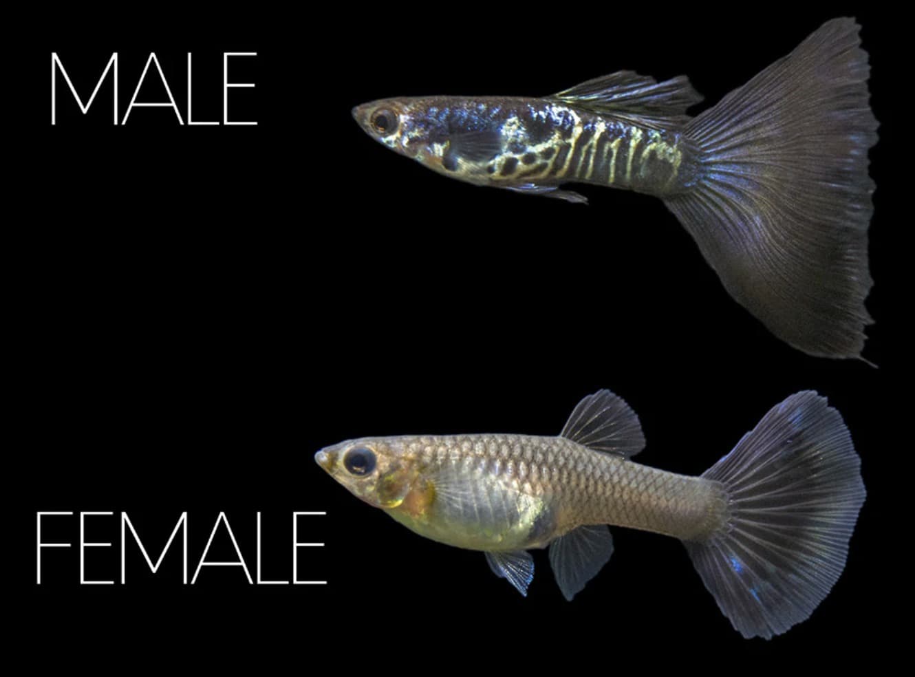 Blue Galaxy Guppy Pair