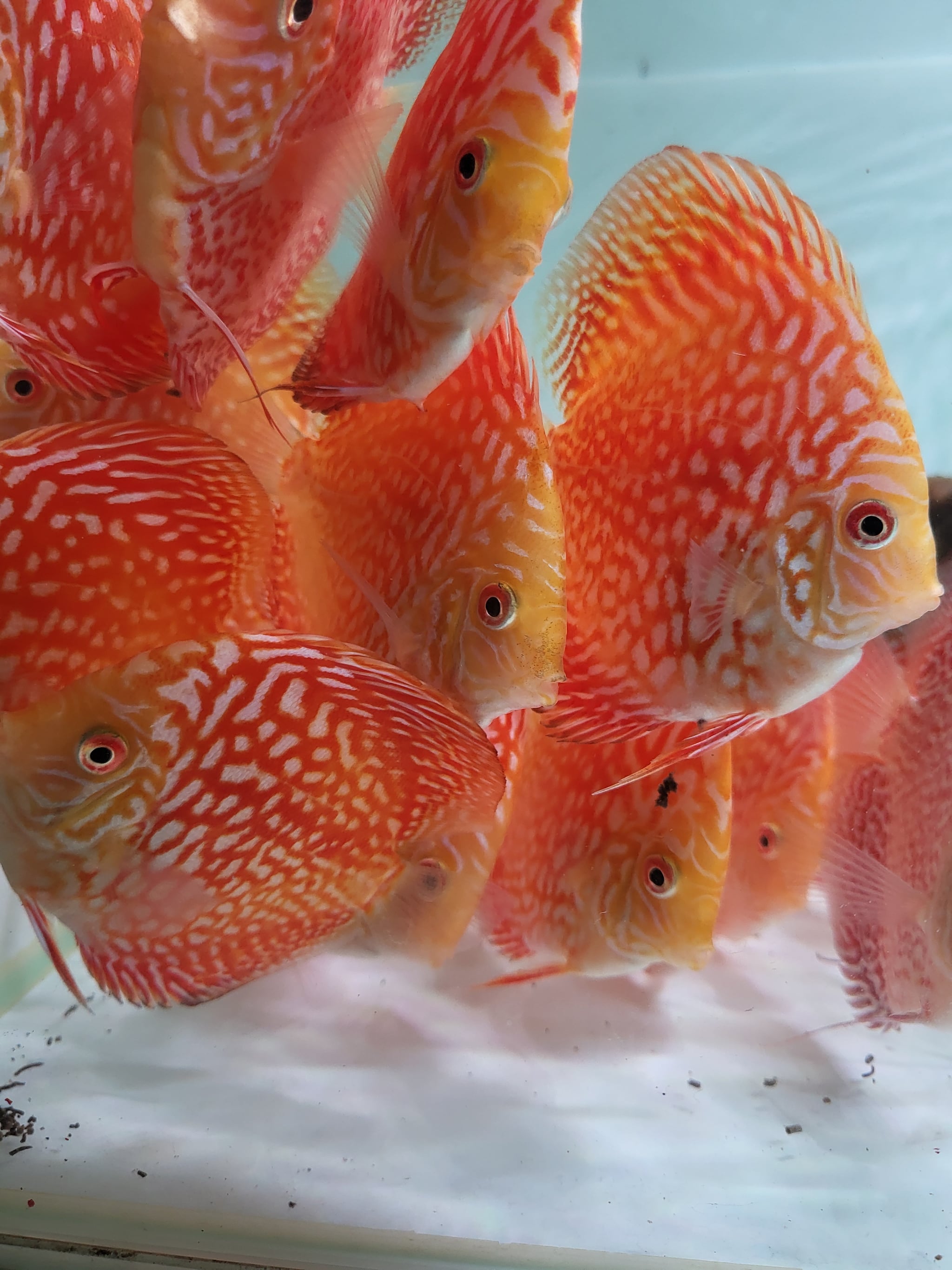 3.5" Clean Pigeon Checkerboard