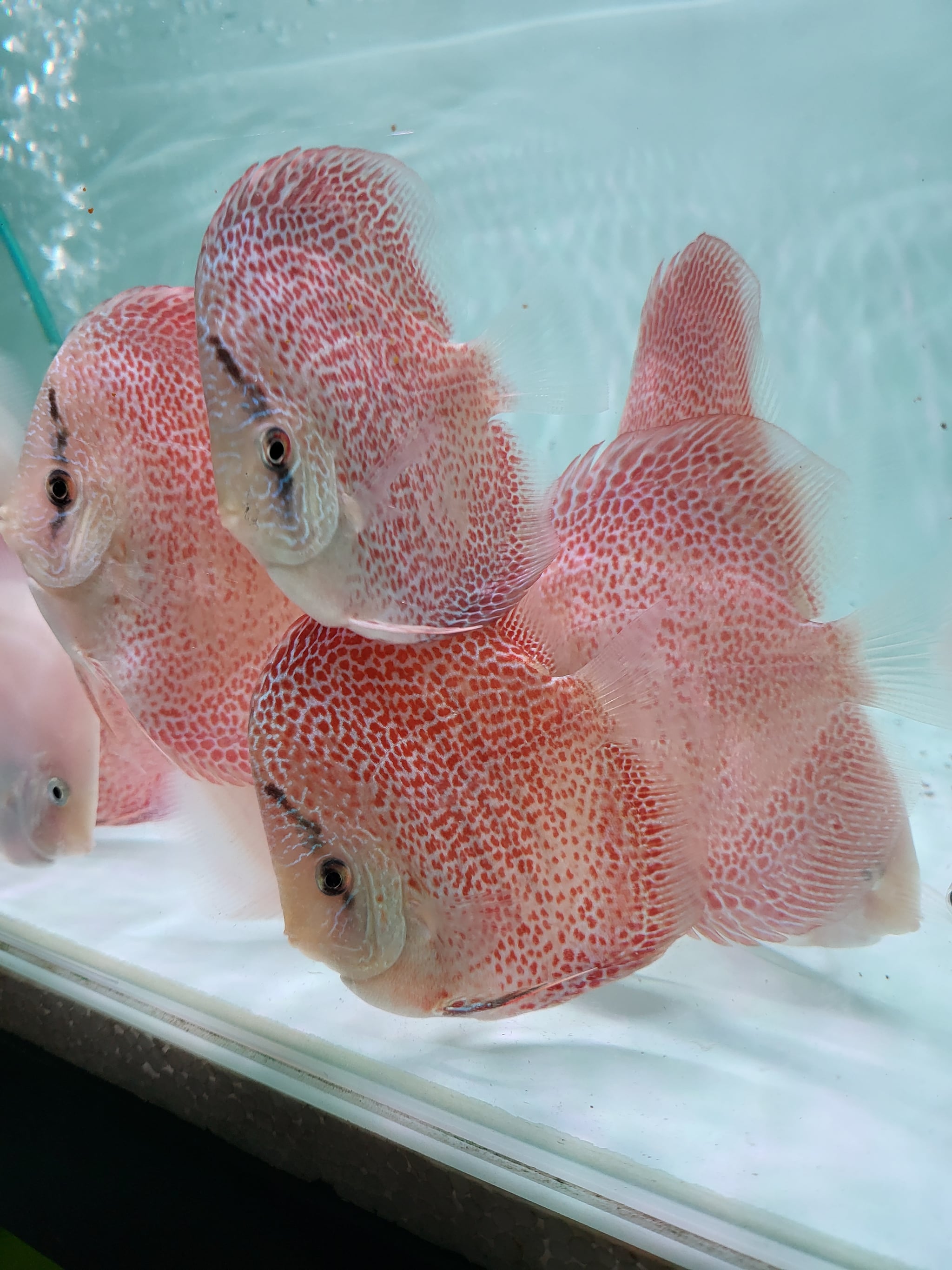 4" Highbody Face Spotted Leopard Snake Skin