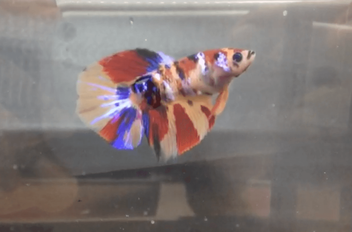 Halfmoon Nemo Multicolour