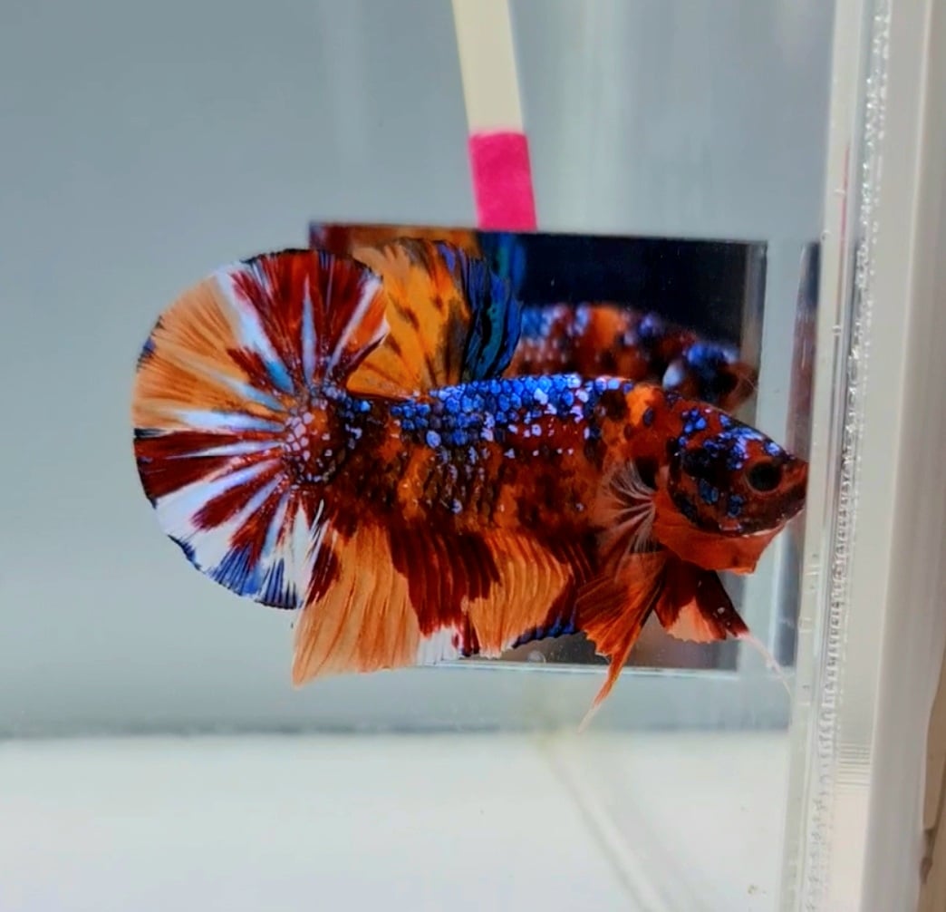 Candy Coloured Betta Fish