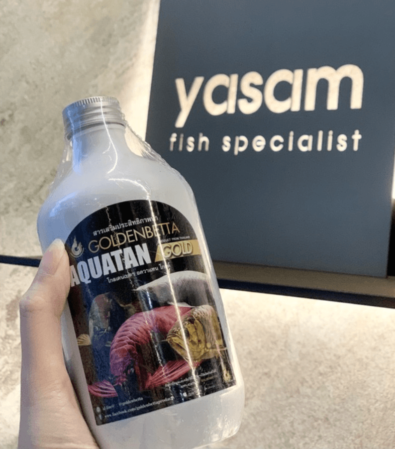 GOLDEN BETTA - Aquatan Gold