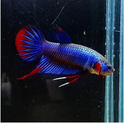 Betta Imbellis