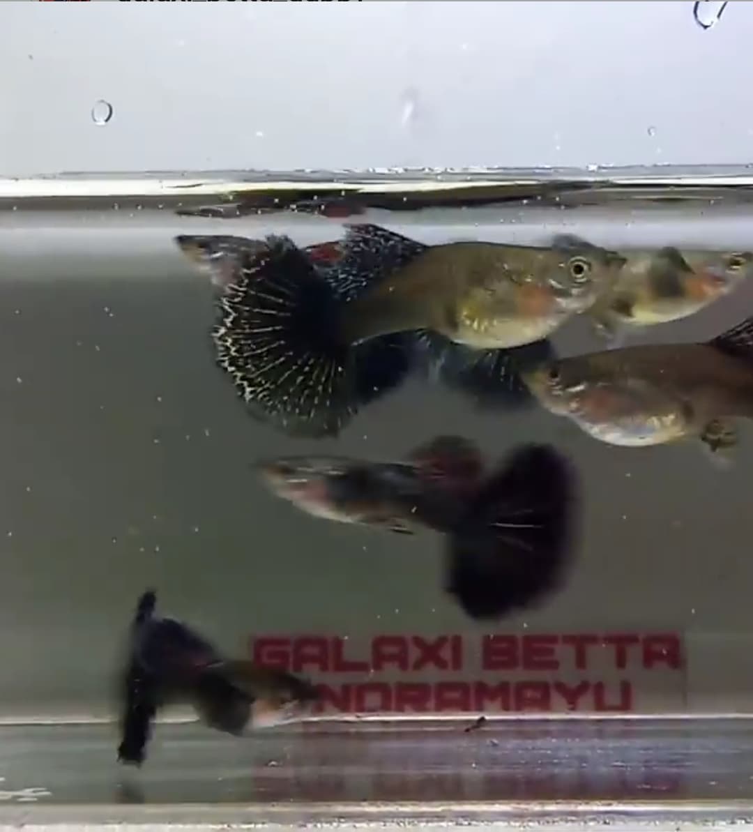 Red dragon halfmoon big ear