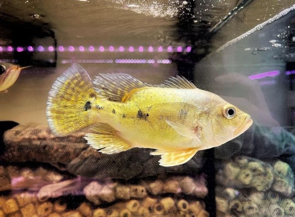 Shortbody Kelberi Peacock Bass