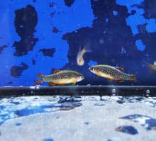 Microrasbora galaxy 2cm