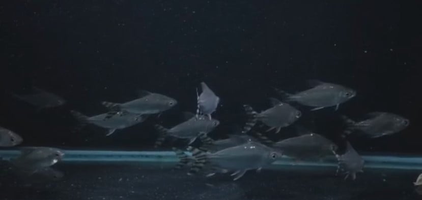 Flagtail Prochilodus ( Yellow )