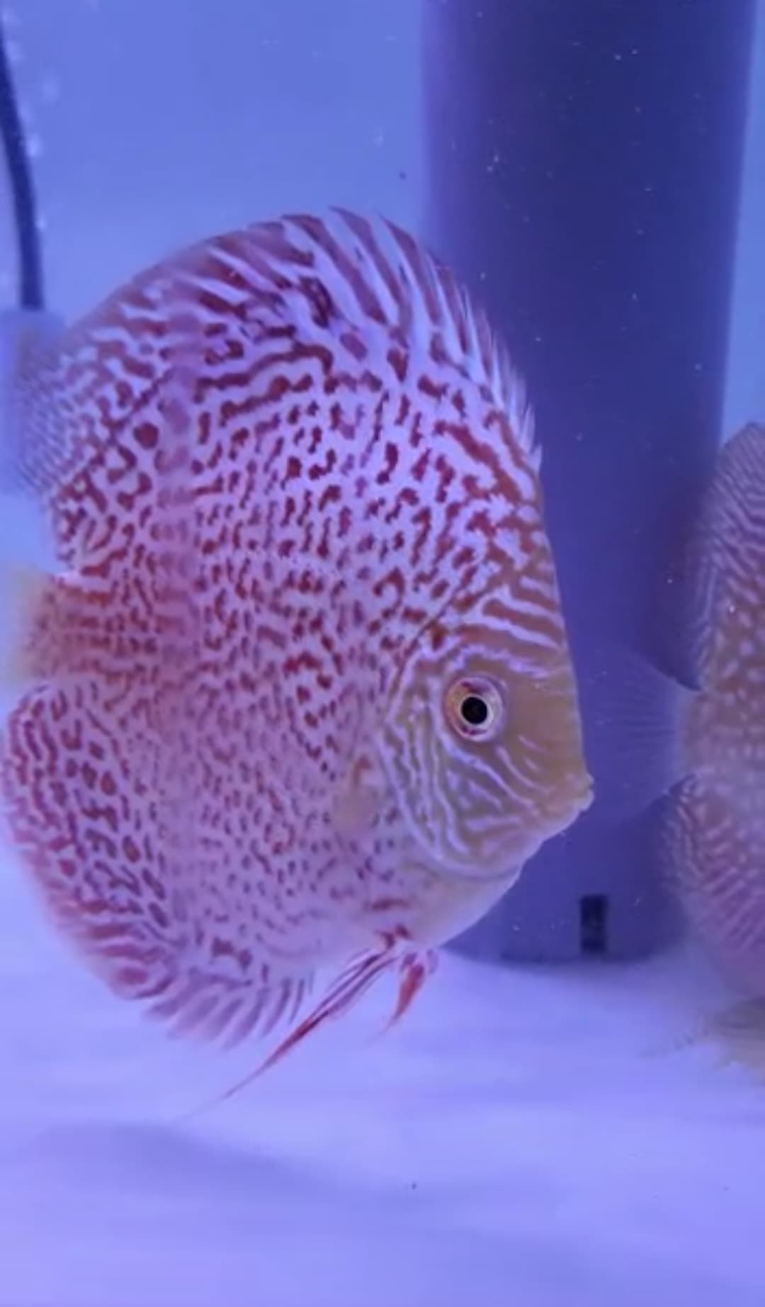 Highbody Leopard Skin Discus