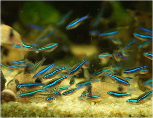 Green neon tetra 2.5cm