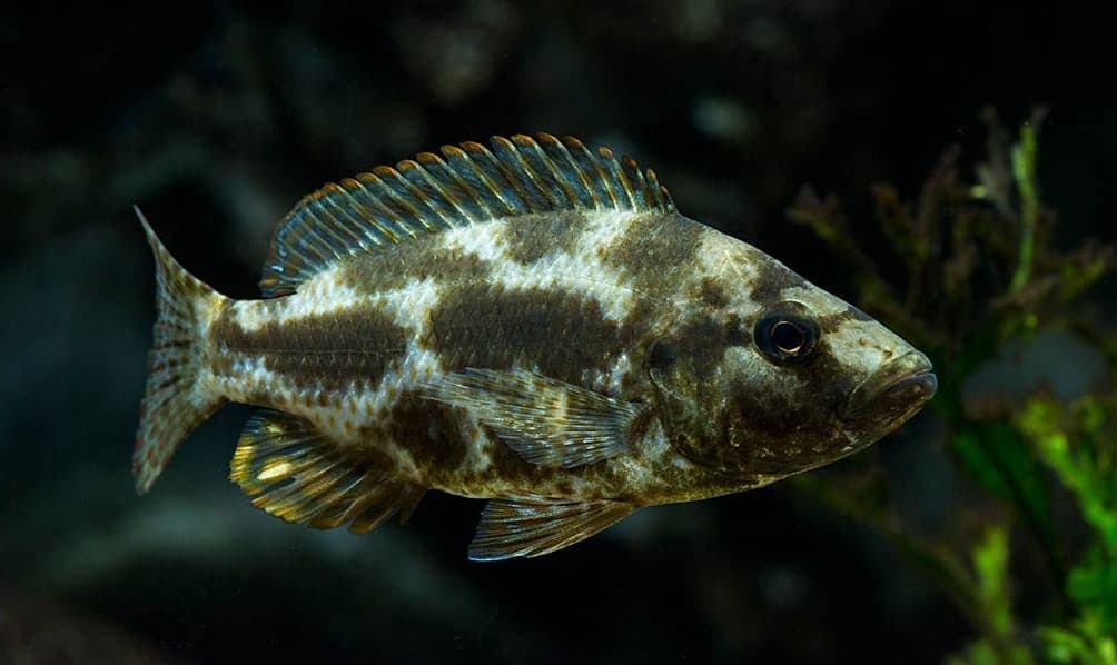 Livingstoni cichlid 6-7cm