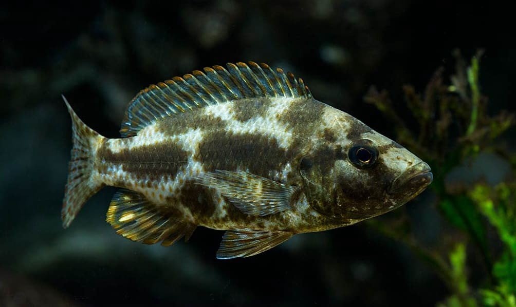 Livingstoni cichlid 6-7cm
