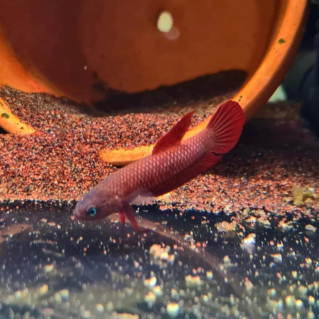 Betta Rutilans 'Green'