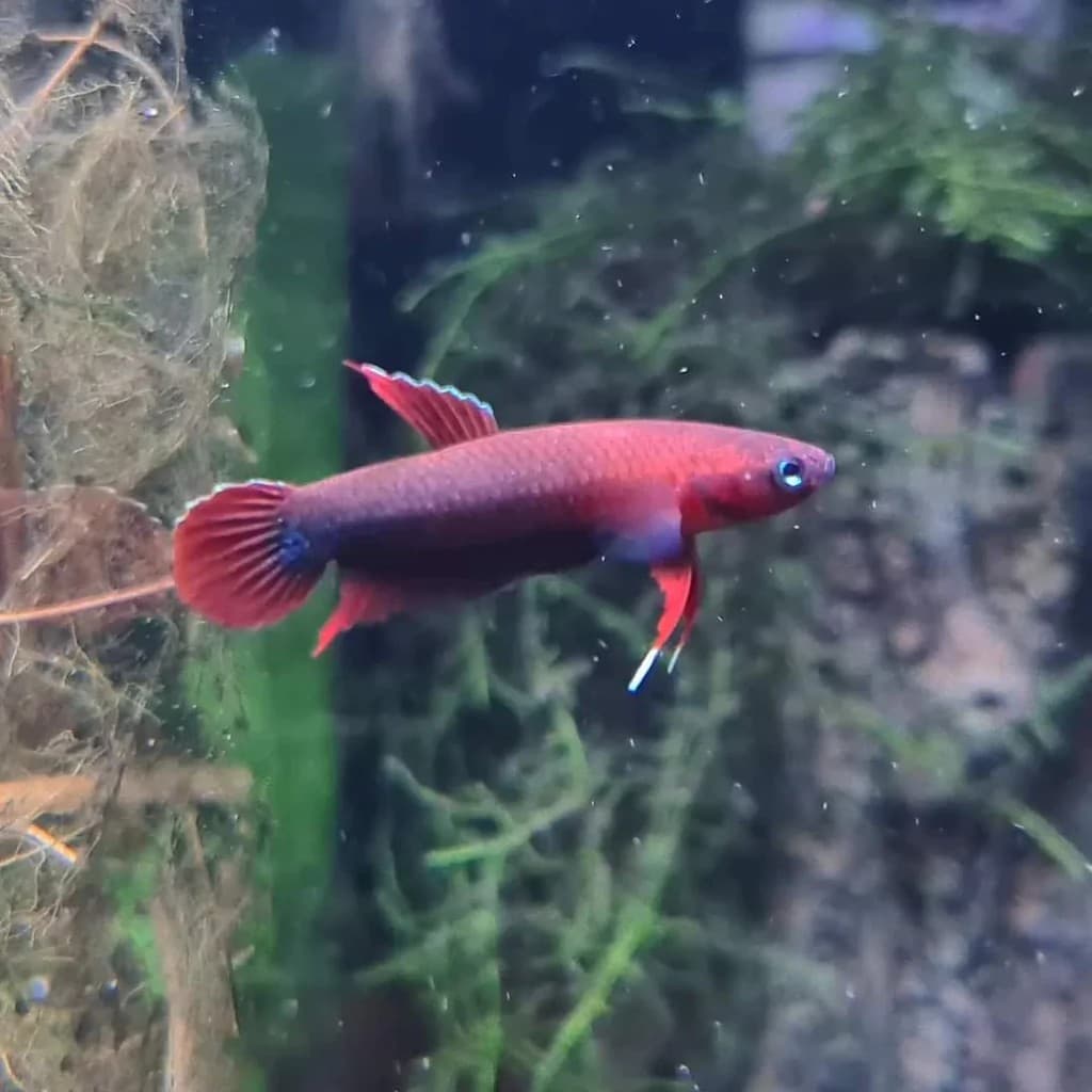 Betta sp. Api Api 'Jade'