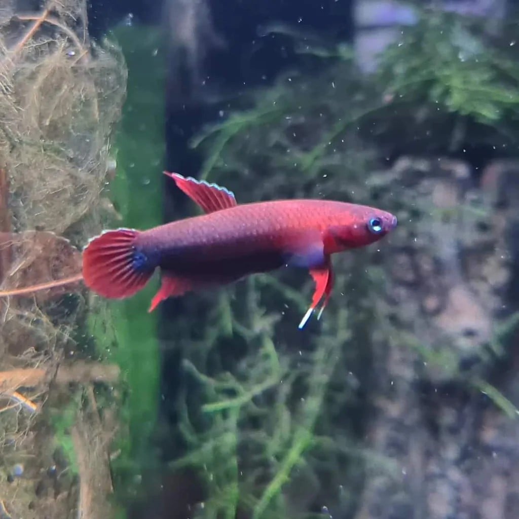 Betta sp. Api Api 'Jade'