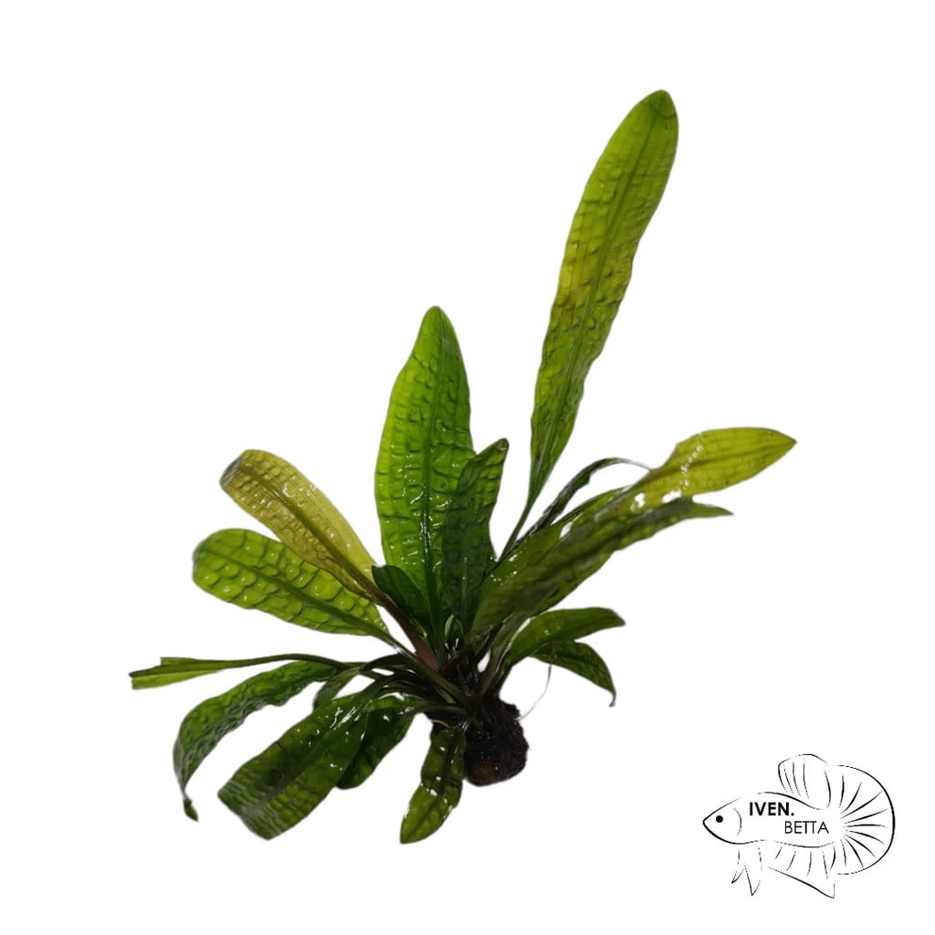 Aponogeton Boivinianus