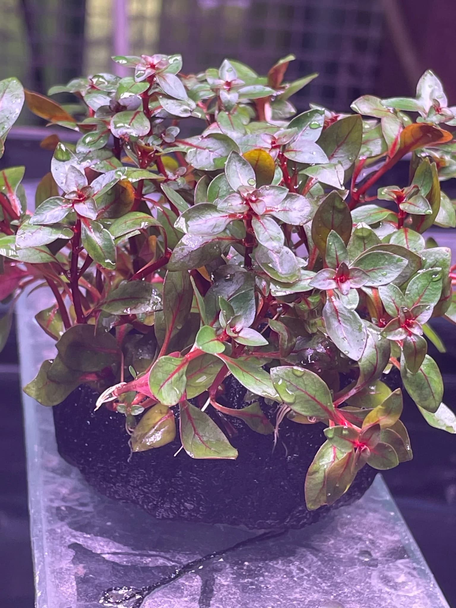 Ludwigia Super Red (Wabikusa)