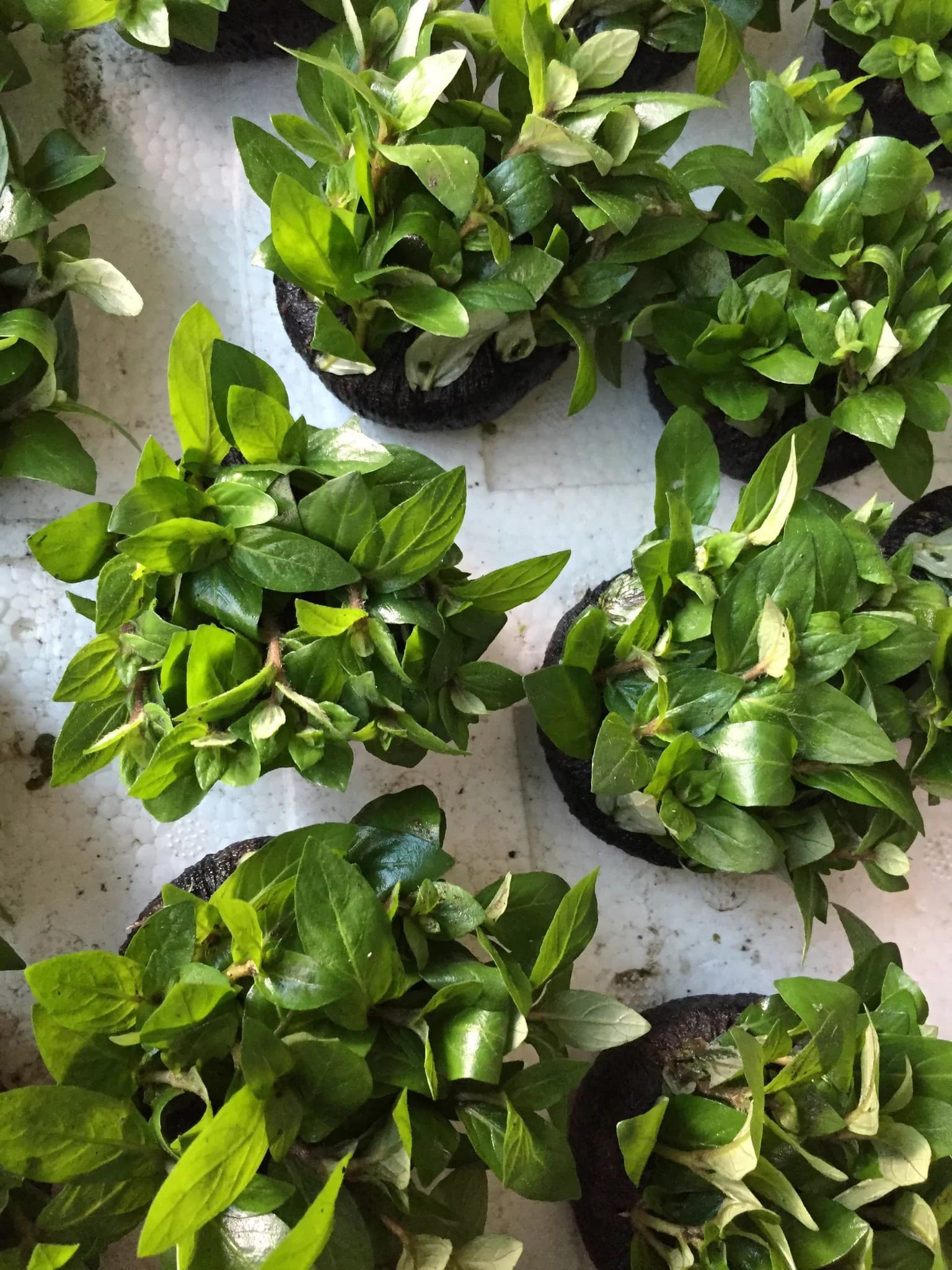 Staurogyne Repens (Wabikusa)