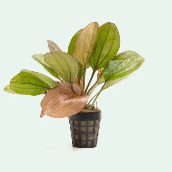 Echinodorus 'Red Flame'