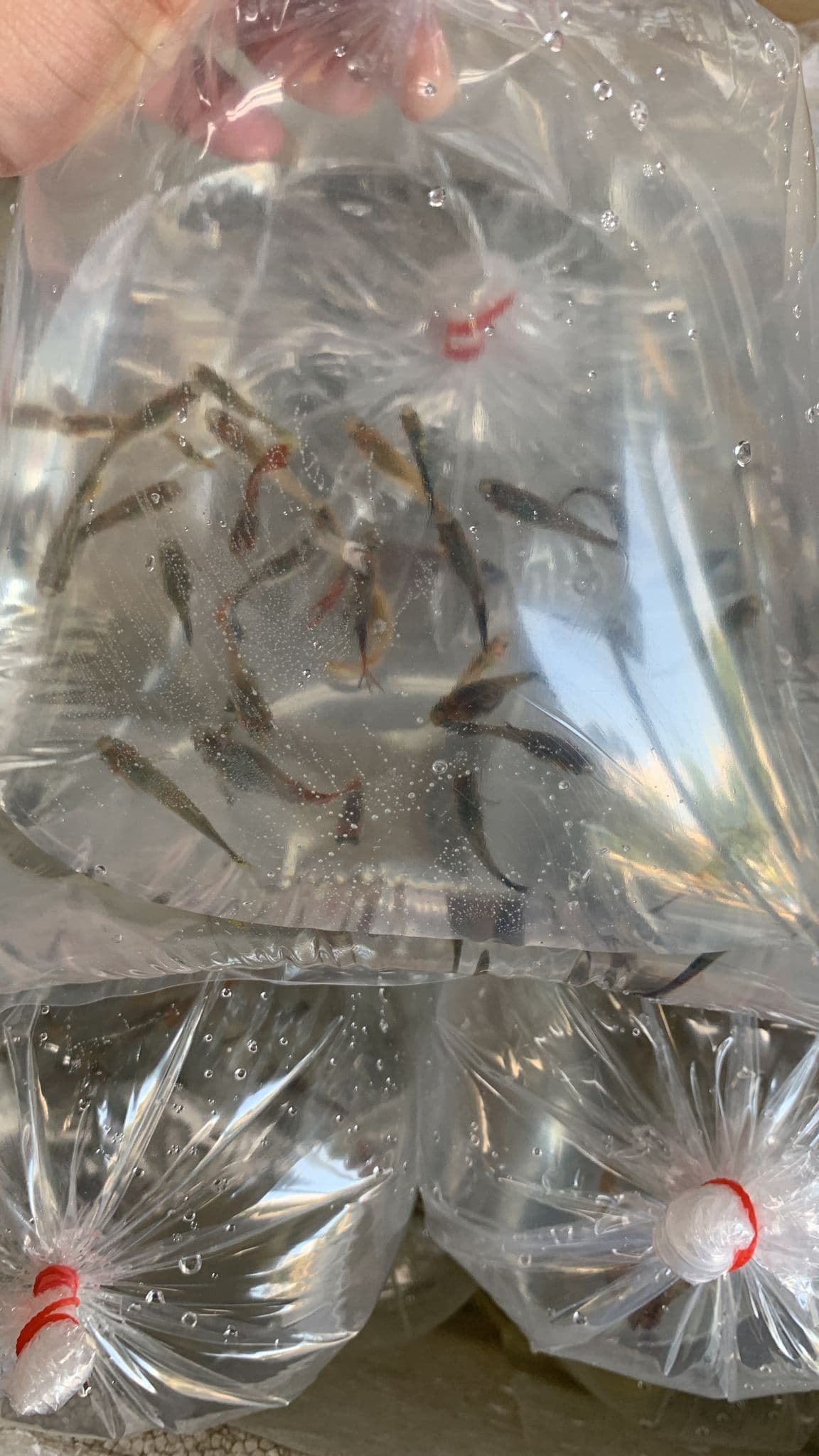 Live Feeder Fish (1 bag)