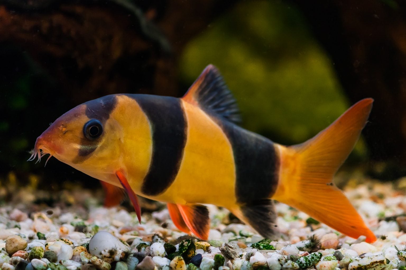 CLOWN LOACH (LK-0006)