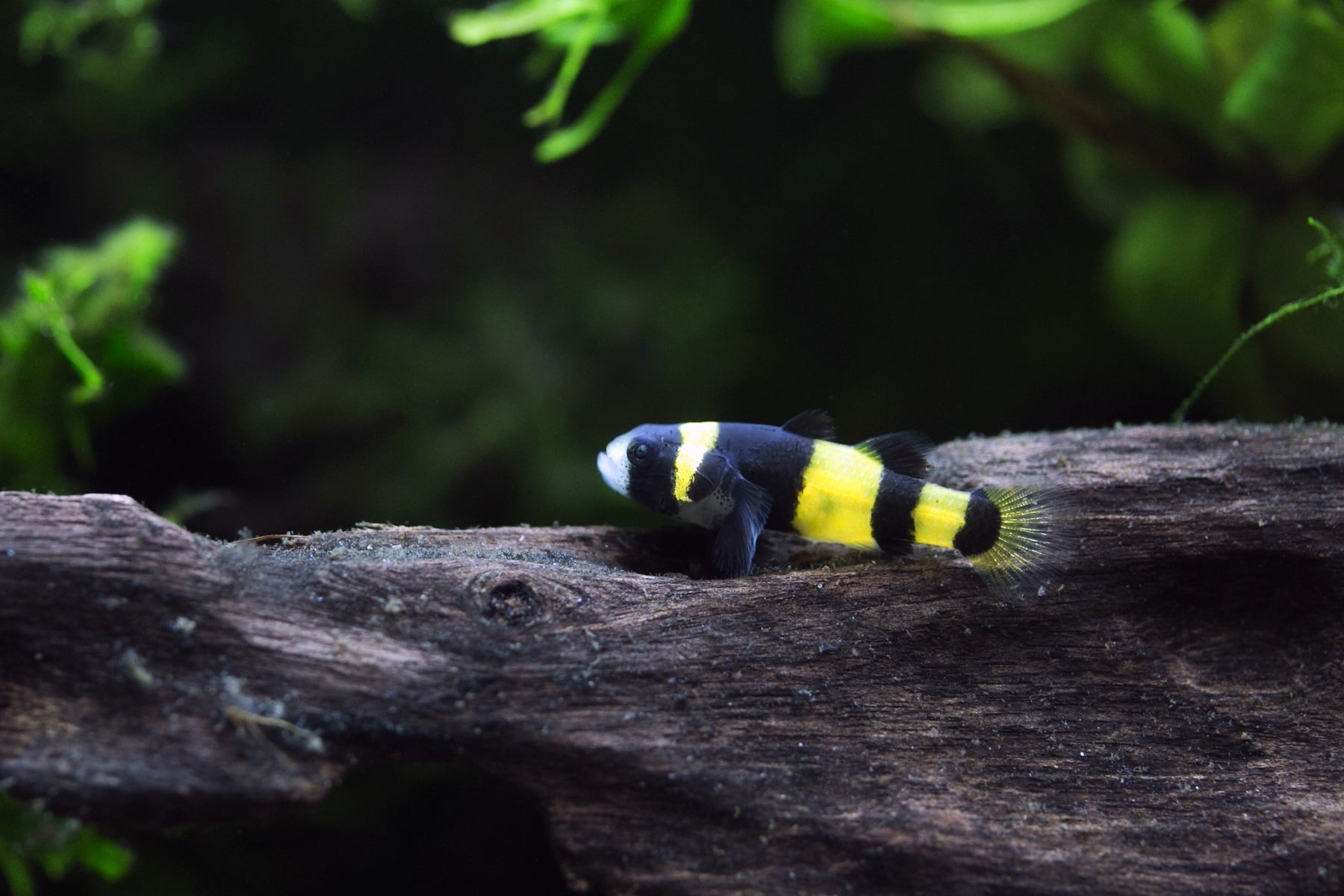 Bumblebee goby ( OO-0161 )
