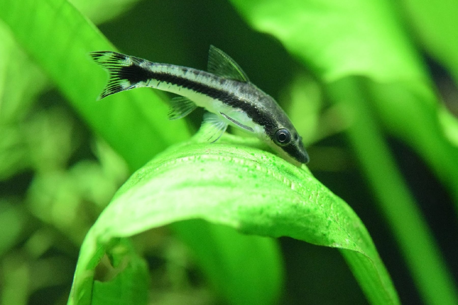 Otocinclus ( SF-0761 )