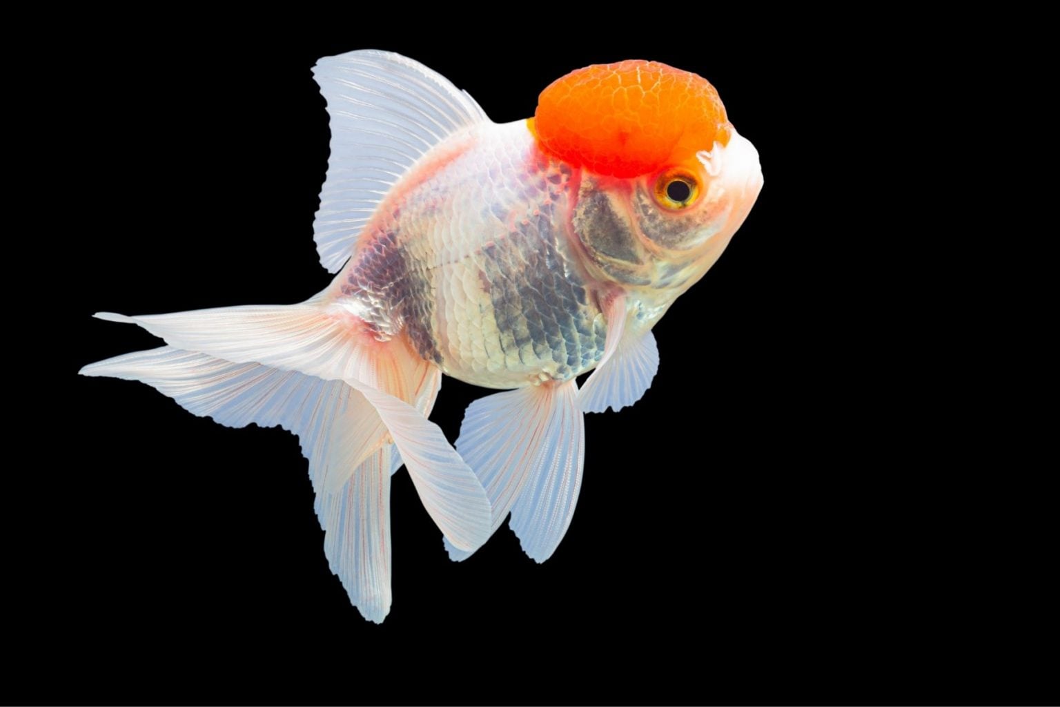 Red Cap Oranda GG-0332