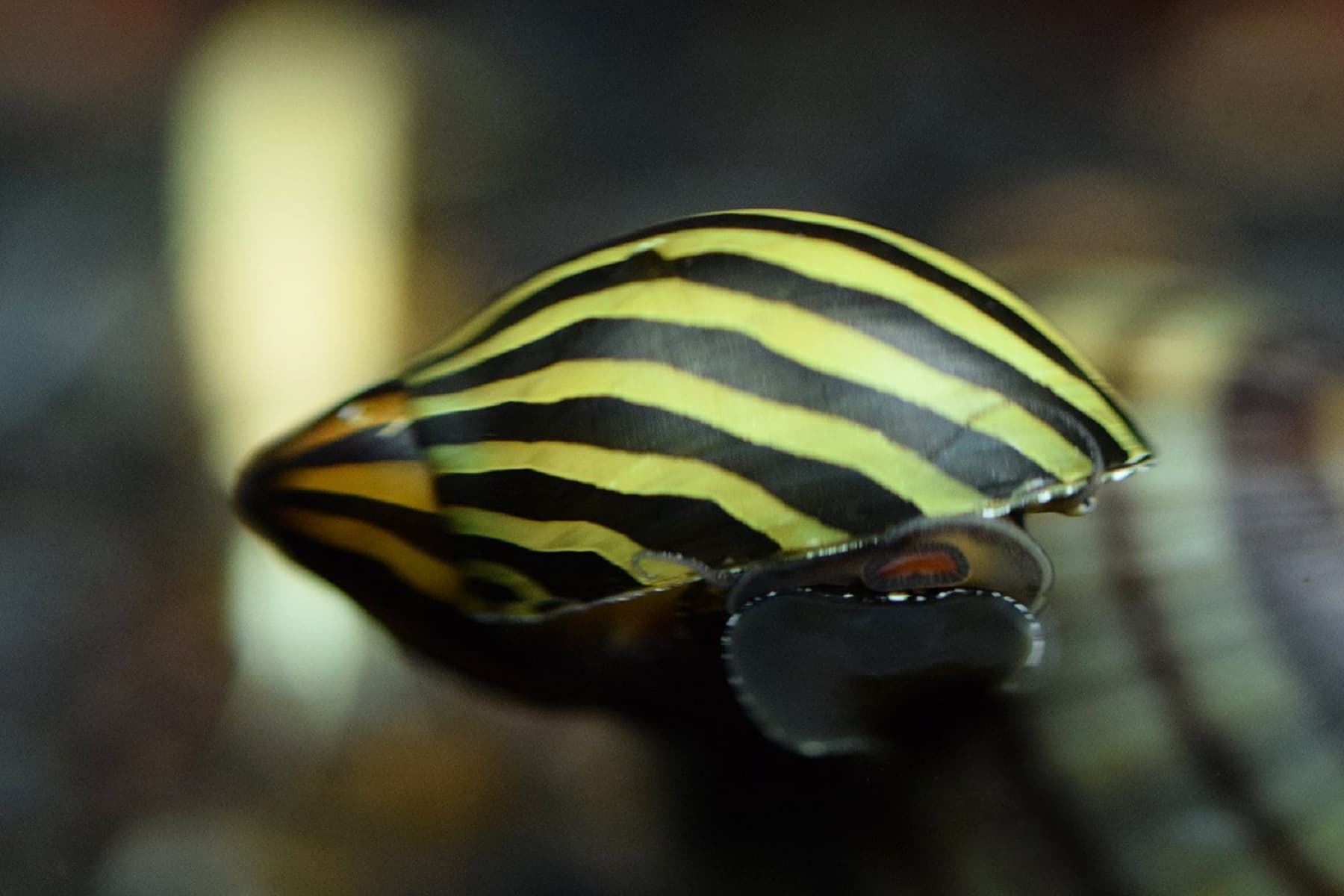 Zebra Nerite Snail ( OO-0603 )