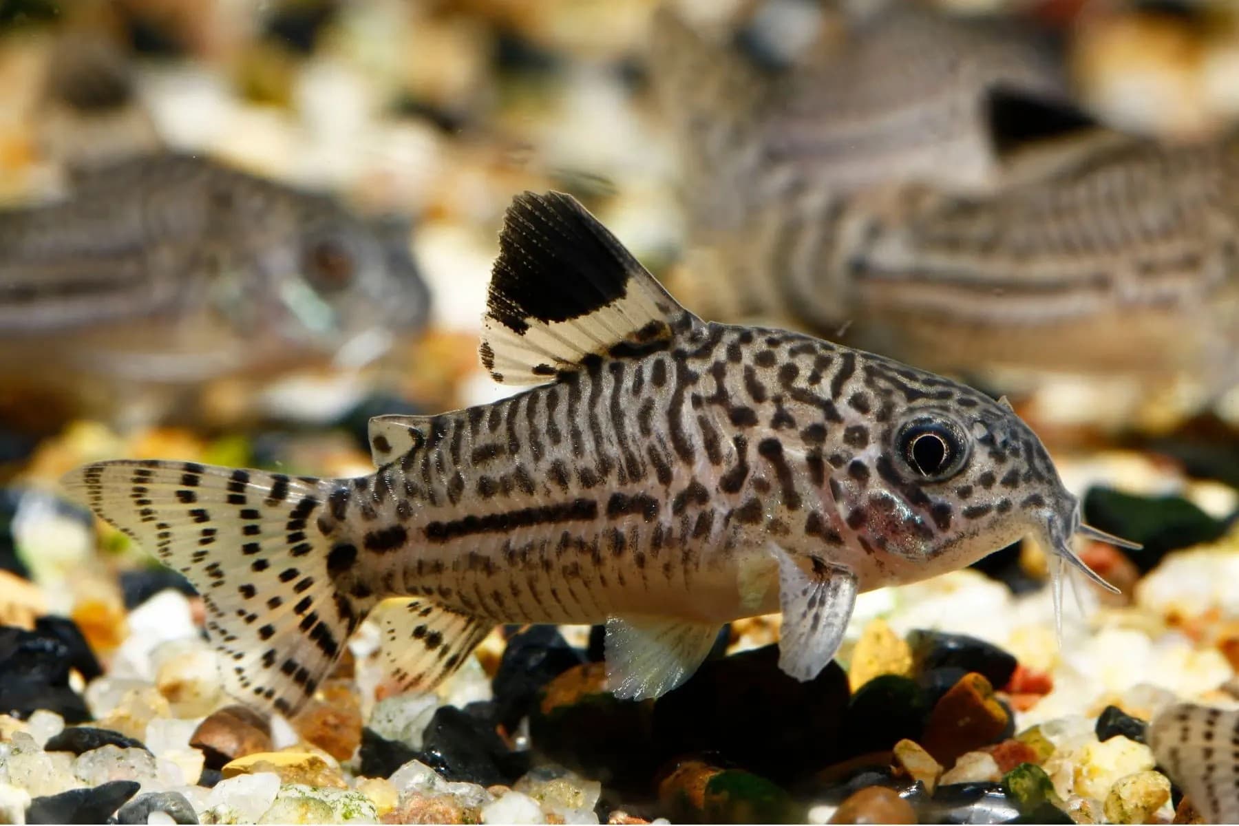 LEOPARD CORYDORAS ( CB-0252 )