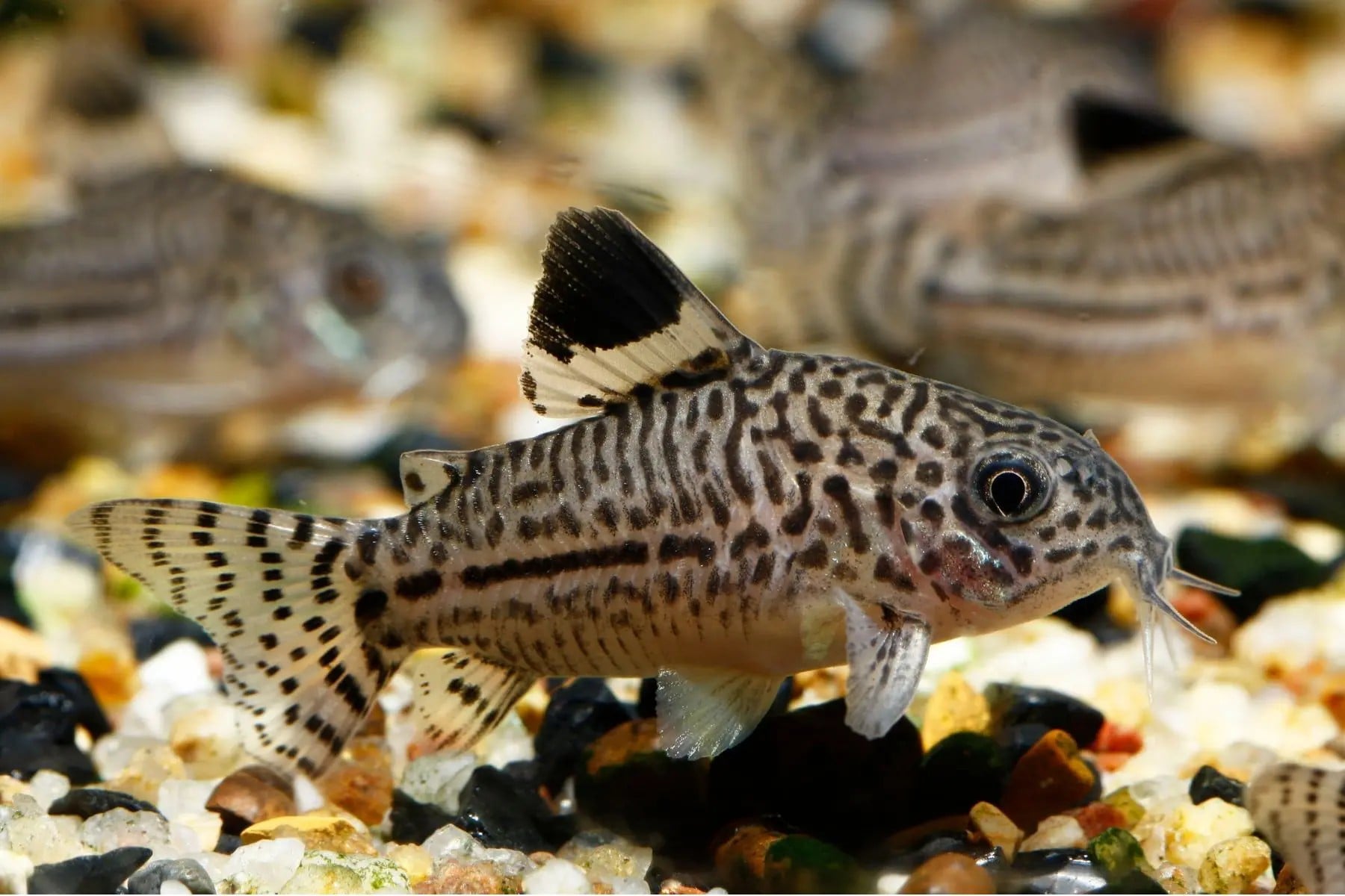 LEOPARD CORYDORAS ( CB-0252 )