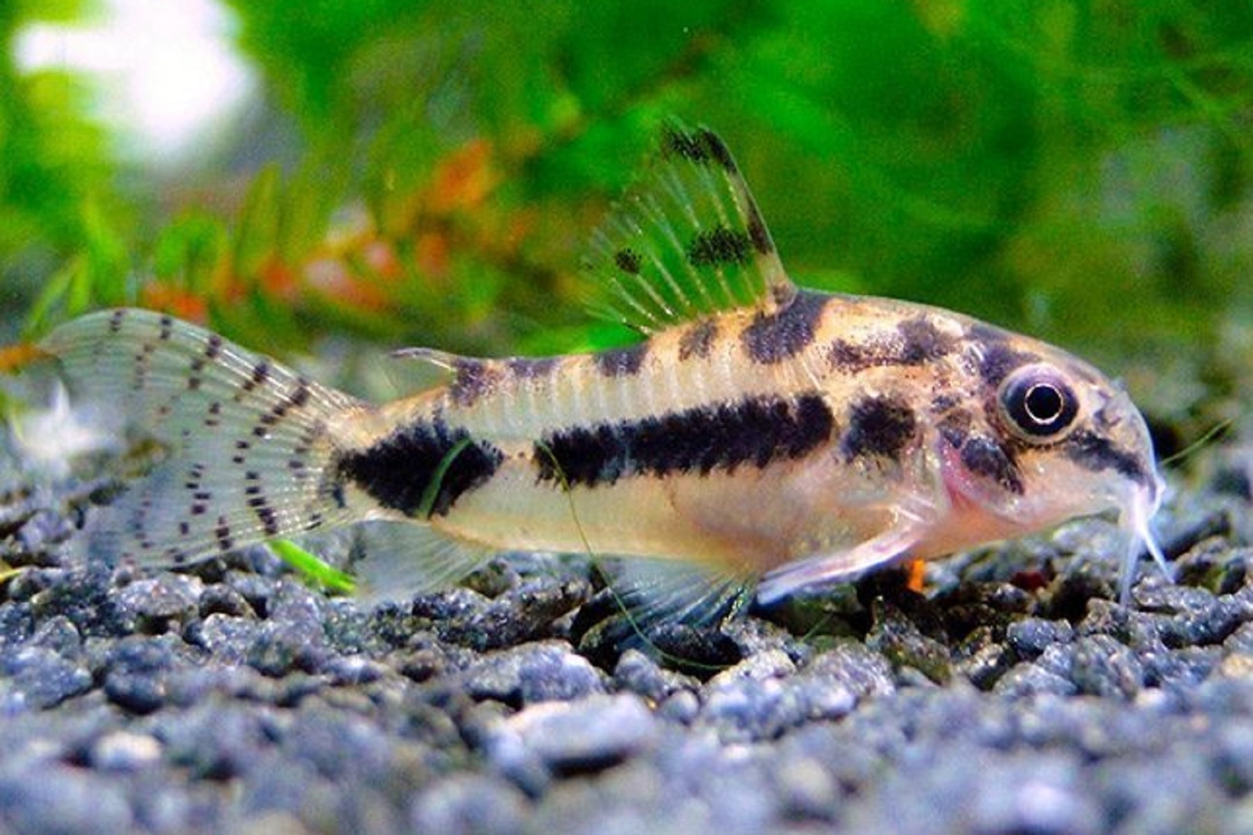 CORYDORAS HABROSUS ( SF-1100 )