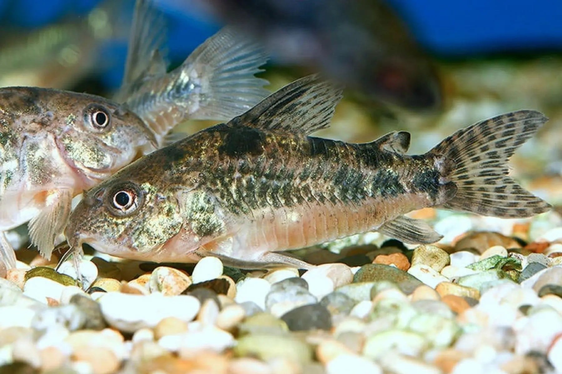 PEPPERED CORYDORAS ( CB-0227 )